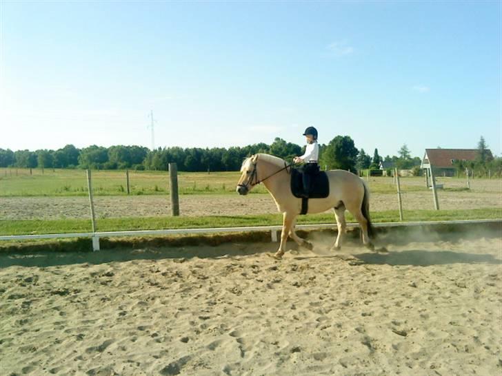 Fjordhest urban fjordlyst *død*  - sissel ride på ham  billede 12