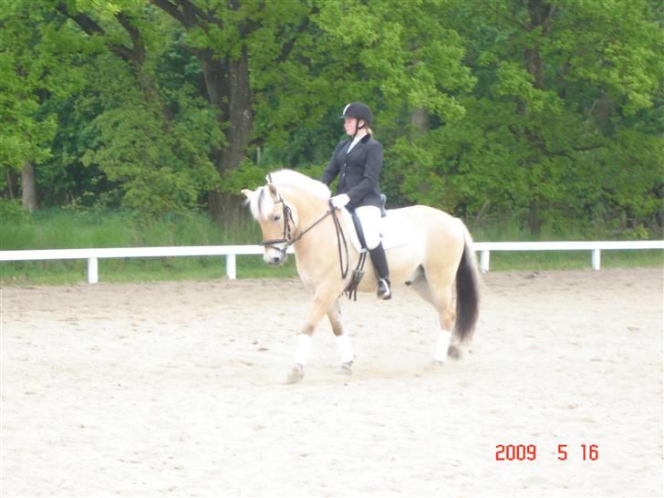 Fjordhest urban fjordlyst *død*  - mig der rider billede 13