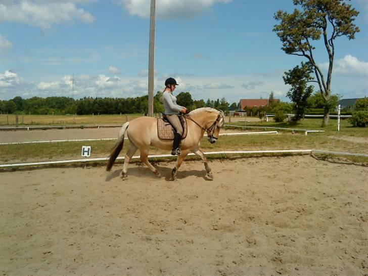Fjordhest urban fjordlyst *død*  - og mig igen  billede 14