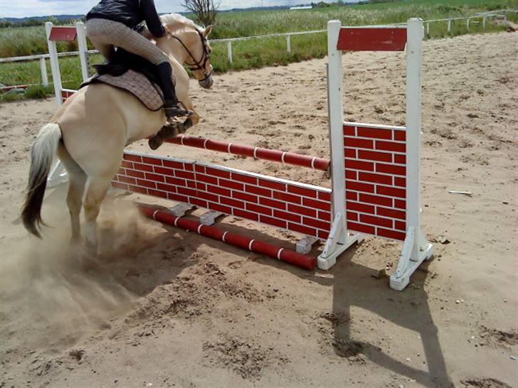 Fjordhest urban fjordlyst *død*  - mig der springer  billede 15