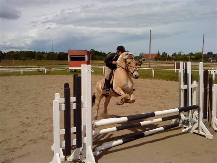 Fjordhest urban fjordlyst *død*  - migg der springer  billede 16