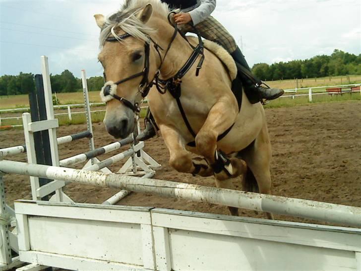 Fjordhest urban fjordlyst *død*  - fynbo der springer  billede 18