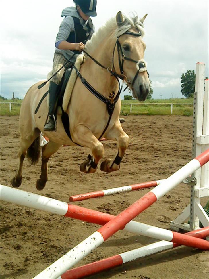 Fjordhest urban fjordlyst *død*  - fynbo der springer  billede 20
