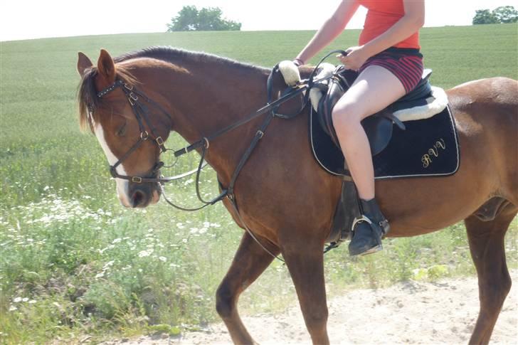 Hollandsk Sportspony Rico<3  - jeg andbefaler ikke at ride med shorts ! især ikke spring..! ;D billede 16