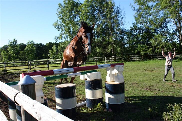 Hollandsk Varmblod Why Not - aflivet :( - 150 cm.  billede 5