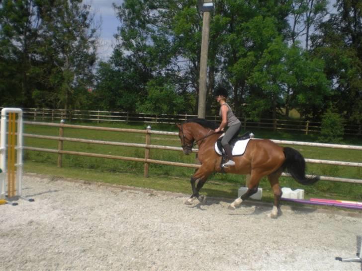 Hollandsk Varmblod Why Not - aflivet :( - gallop med af langsiden :D billede 6