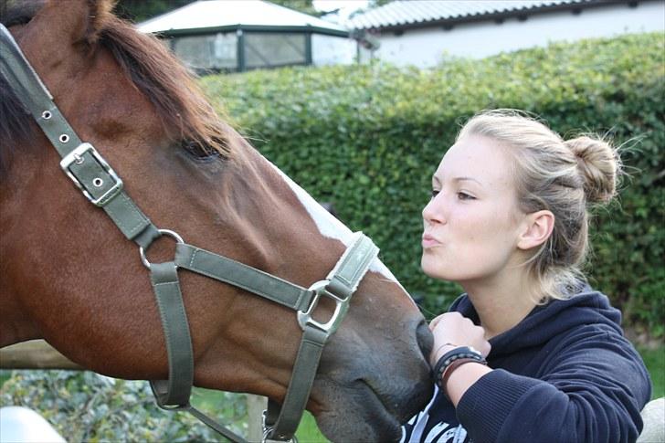 Hollandsk Varmblod Why Not - aflivet :( - d.30.8.10. hjemme på folden, inden vi kørte afsted med ham til aflivning :( billede 7