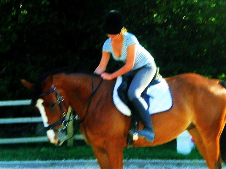 Hollandsk Varmblod Why Not - aflivet :( billede 8