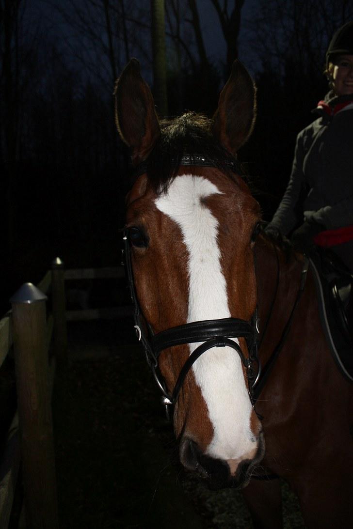 Hollandsk Varmblod Why Not - aflivet :( - min dejlighed. billede 9