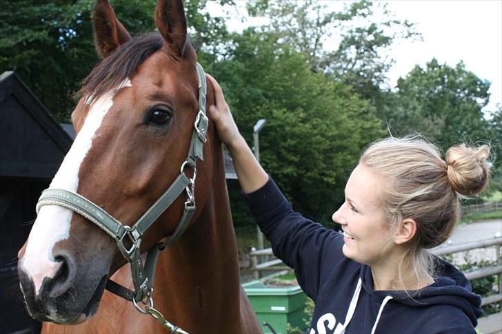 Hollandsk Varmblod Why Not - aflivet :( - d.30.8.10. hjemme ved stalden, inden vi kørte afsted med ham til aflivning :( billede 10