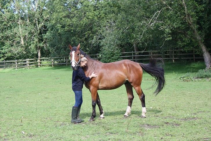 Hollandsk Varmblod Why Not - aflivet :( - d.30.8.10. hjemme på folden, inden vi kørte afsted med ham til aflivning :( billede 11