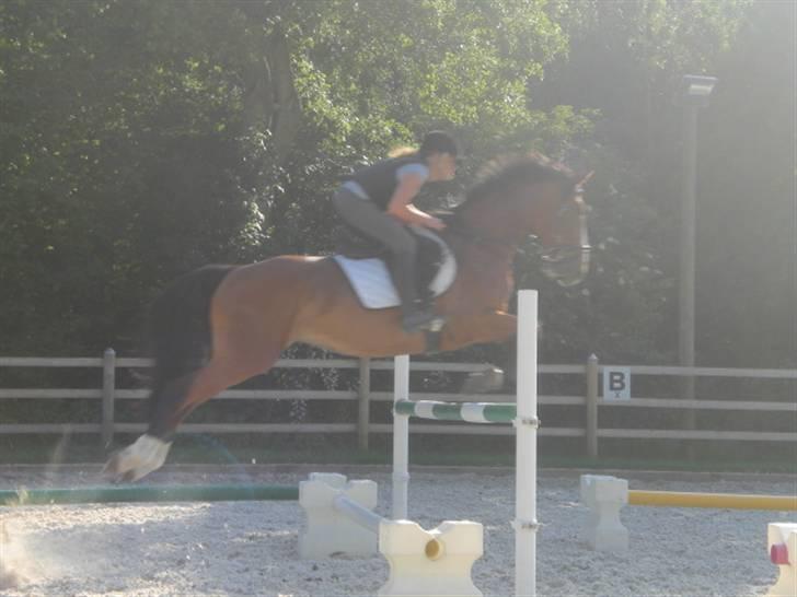 Hollandsk Varmblod Why Not - aflivet :( - sommer 2009, 110 cm. i trav ! min hest kan bare det der! ;D billede 12