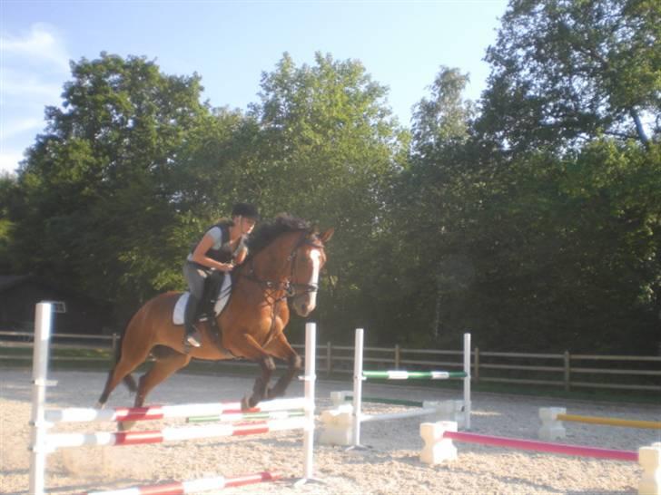 Hollandsk Varmblod Why Not - aflivet :( - 90 cm d. 2 juli 09 dejlig træning! ;D første spring i dobbelt springet.  billede 13