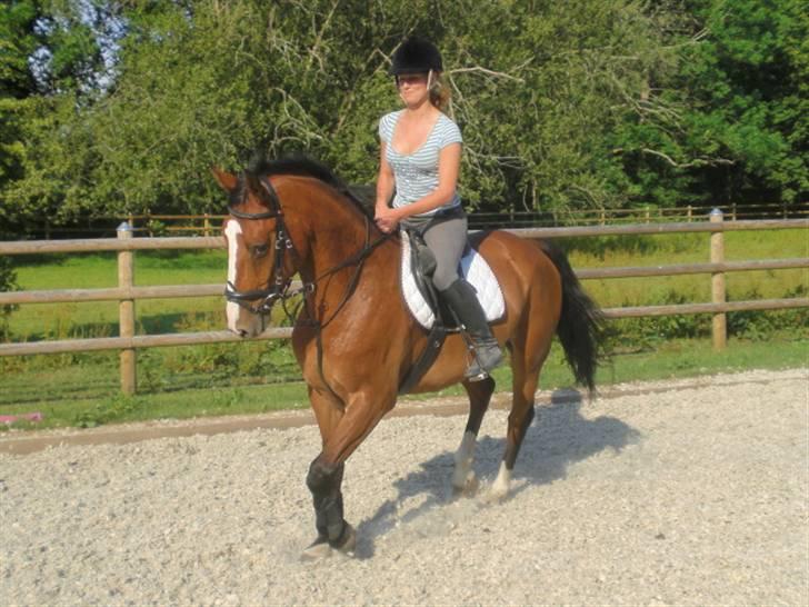 Hollandsk Varmblod Why Not - aflivet :( - opvarmning inden spring træning d. 2 juli 09 :D billede 14