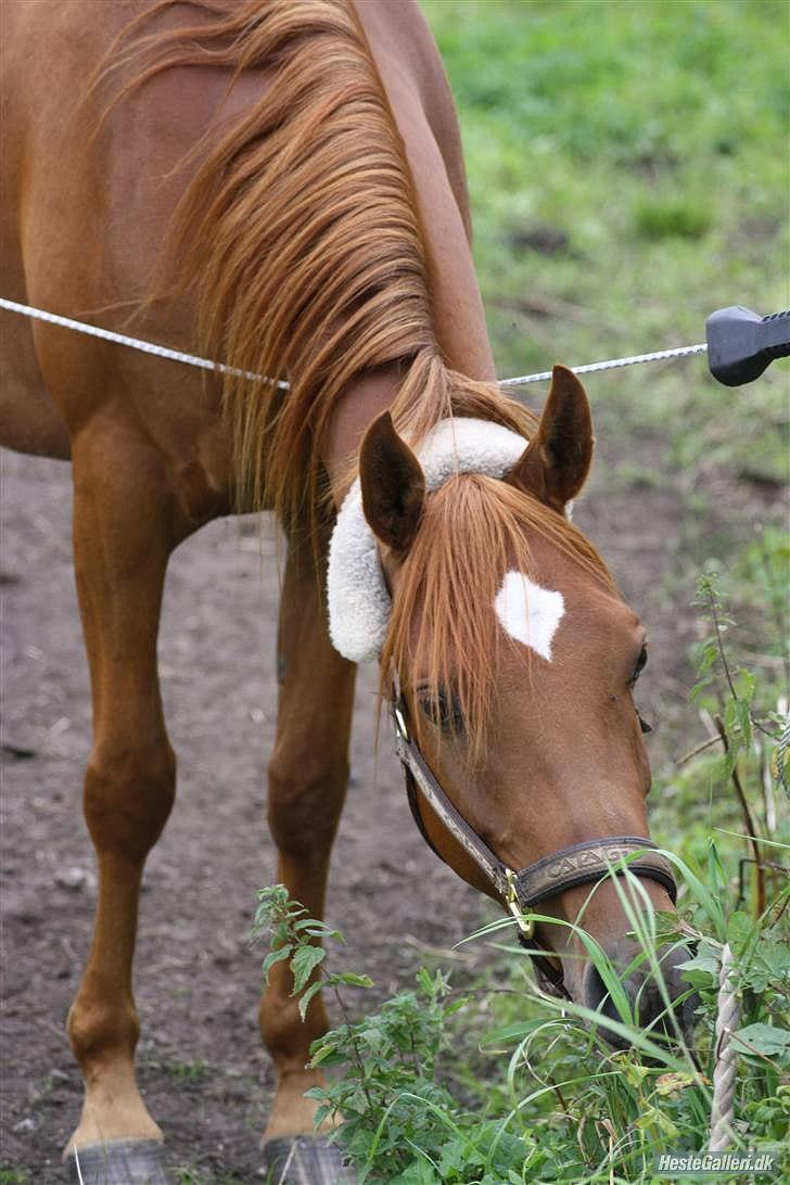 Arabisk fuldblod (OX) GHAZAL AL BAHIR. VINDENS SANG - .der er vel nok én der har fundet ud af der ikke er stød i hegnet ;o) billede 12