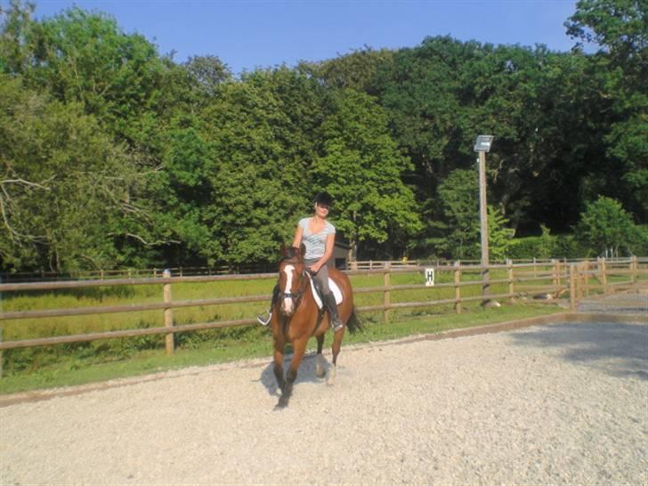 Hollandsk Varmblod Why Not - aflivet :( - opvarmning inden springning d. 2 juli 09 billede 15