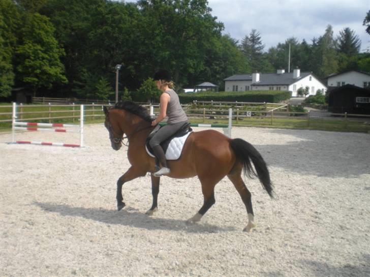 Hollandsk Varmblod Why Not - aflivet :( - lidt gallop, en varm sommerdag uden sko :D billede 16