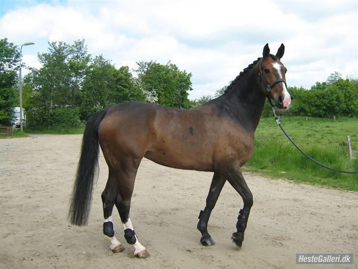 Anden særlig race Chateau - Daaamp :D Foto: Henriette Buchholtz. billede 6