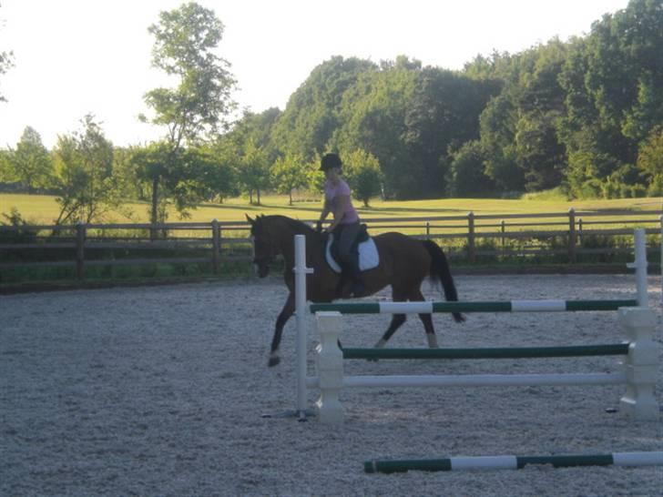 Hollandsk Varmblod Why Not - aflivet :( - lidt dressur på banen - d. 26 juni 09 billede 17