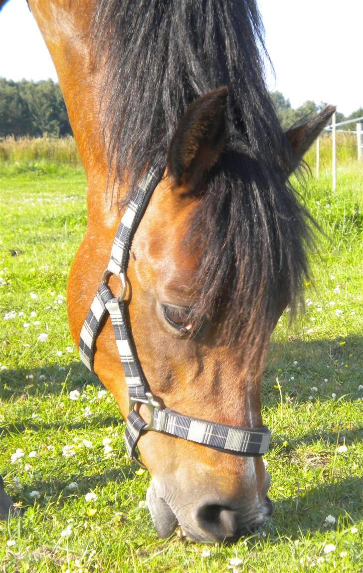 Anden særlig race Lykkebos Beauty billede 11