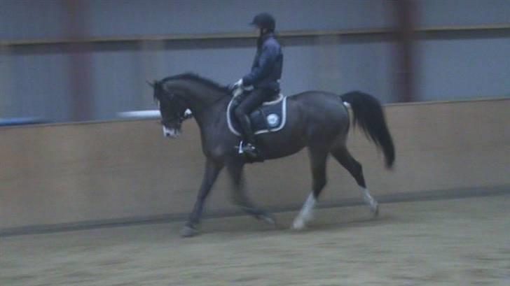 Anden særlig race Chateau - Dressur d. 30/1-10. Efter at have holdt pause i 3 uger :) Foto: (taget fra film) billede 15