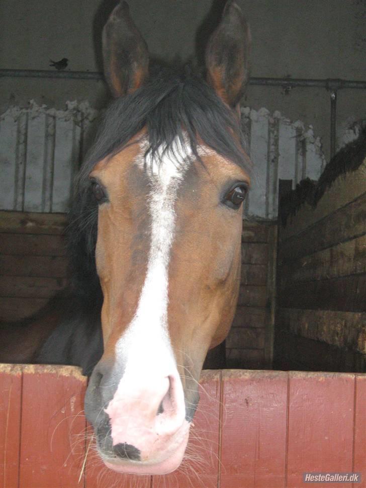 Anden særlig race Chateau - Drømmehest <3 Foto: Henriette Buchholtz. billede 4