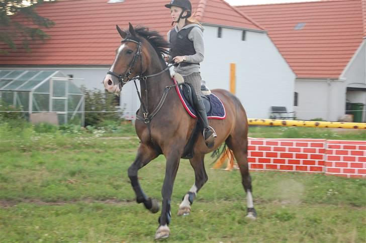 Anden særlig race Chateau - Træning hjemme :D Foto: Simone Lykke Hansen. billede 19