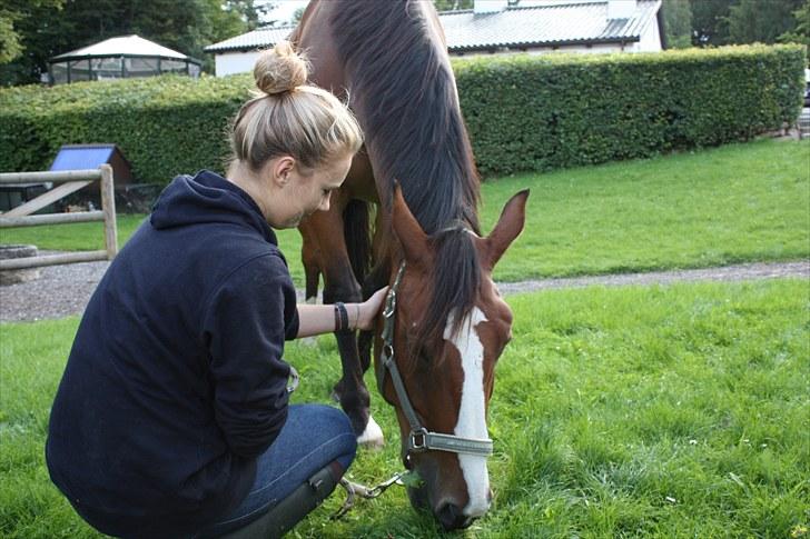Hollandsk Varmblod Why Not - aflivet :( - d.30.8.10. hjemme på folden, inden vi kørte afsted med ham til aflivning :( du noget specielt! billede 18