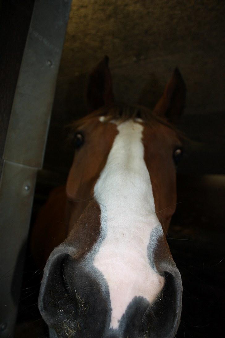 Hollandsk Varmblod Why Not - aflivet :( - 29.8.10 - why not i sit es "hov en kamera, det ser spændende ud!". Dagen inden aflivning :( billede 19