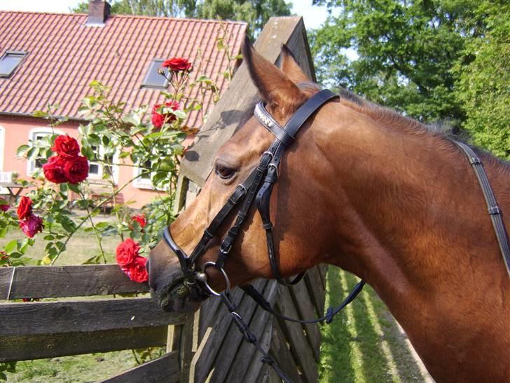 Anden særlig race Tequila - Flotte blomster og smukke Tequila billede 2