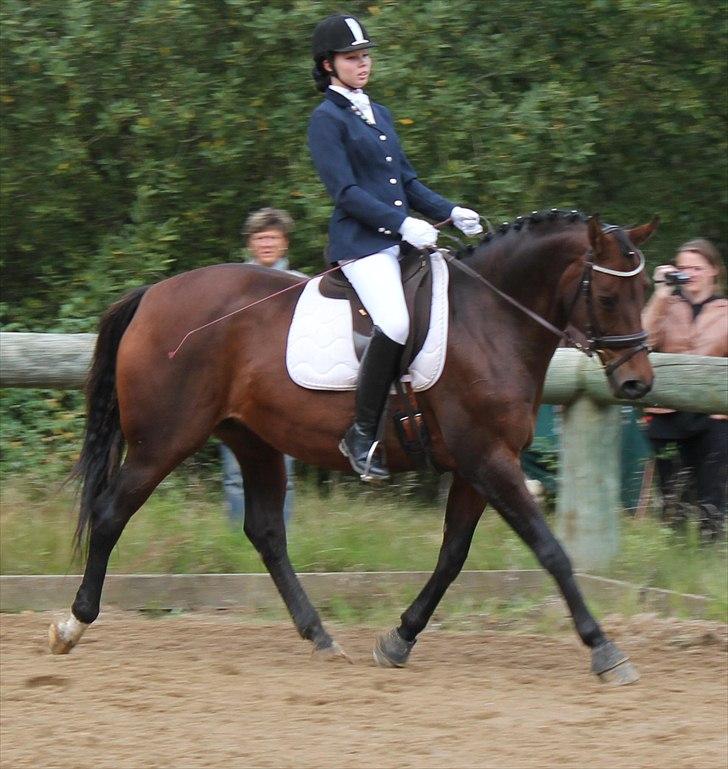 Dansk Varmblod Faster - Stævne i Malling Foto: Linda billede 10