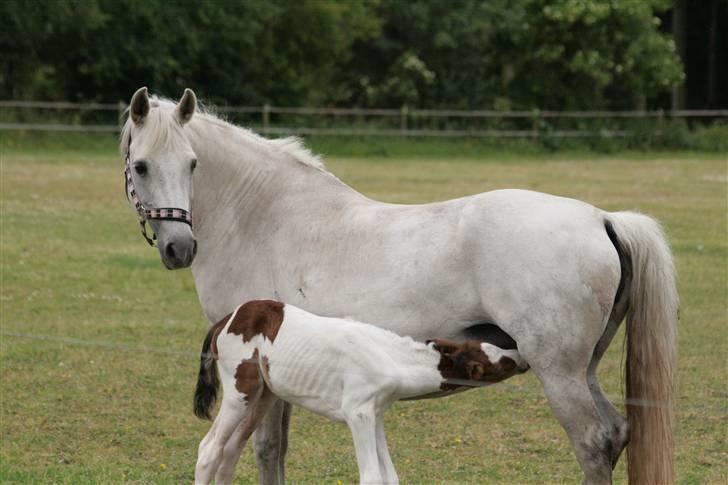 Pinto Amira De'Evolet <3 "Baby" †  - 1 dag gammel <3  drikker ved sin moar :) billede 10