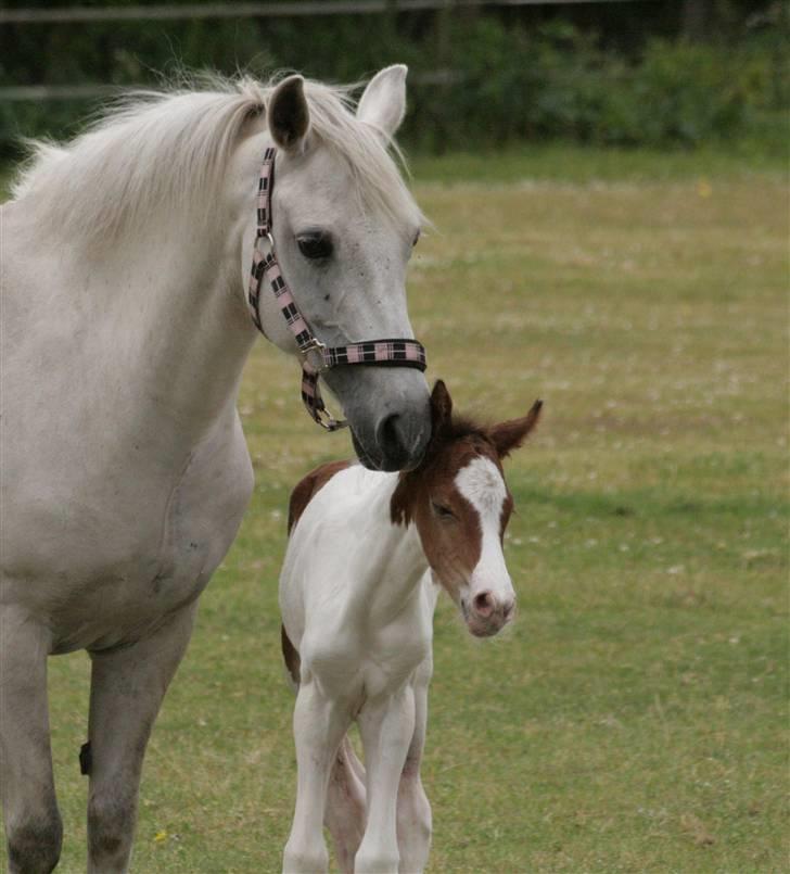 Pinto Amira De'Evolet <3 "Baby" †  - Mor & datter <3 billede 12