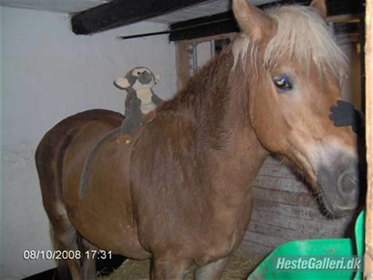 Haflinger Fantazia lundgaard R.I.P. billede 5