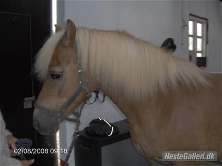 Haflinger Fantazia lundgaard R.I.P. billede 6