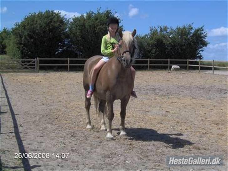 Haflinger Fantazia lundgaard R.I.P. billede 7