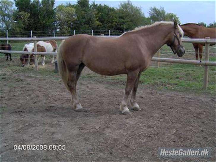 Haflinger Fantazia lundgaard R.I.P. billede 8