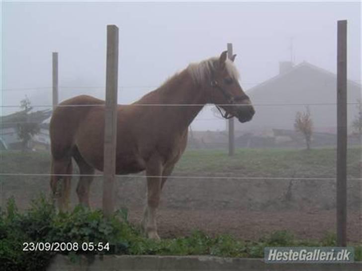 Haflinger Fantazia lundgaard R.I.P. billede 9