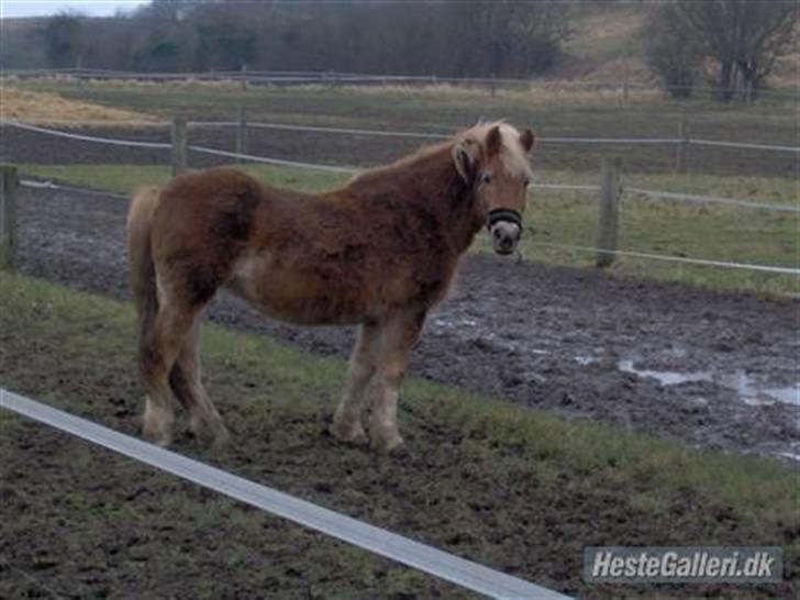 Haflinger Fantazia lundgaard R.I.P. billede 10
