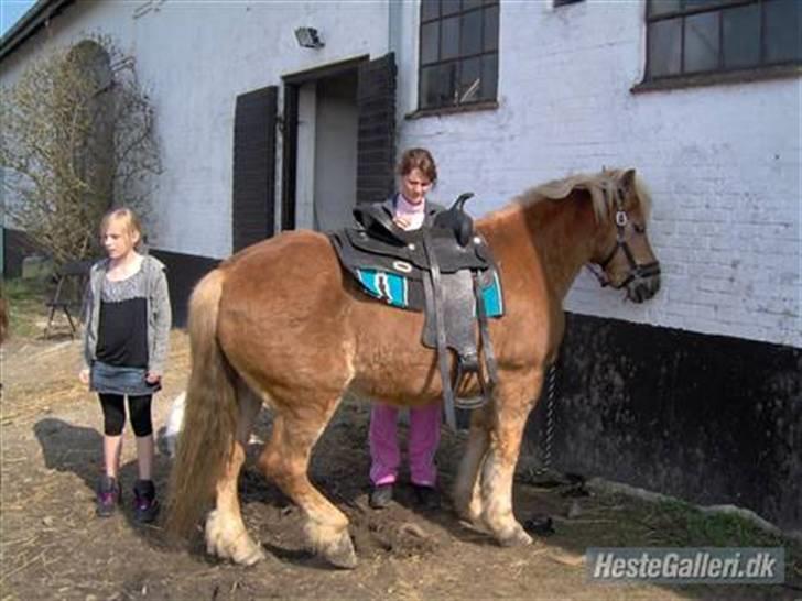 Haflinger Fantazia lundgaard R.I.P. billede 11