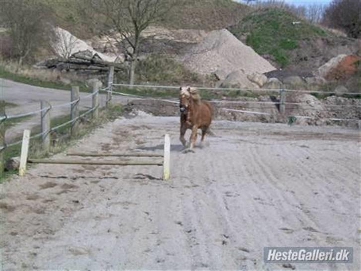 Haflinger Fantazia lundgaard R.I.P. billede 12