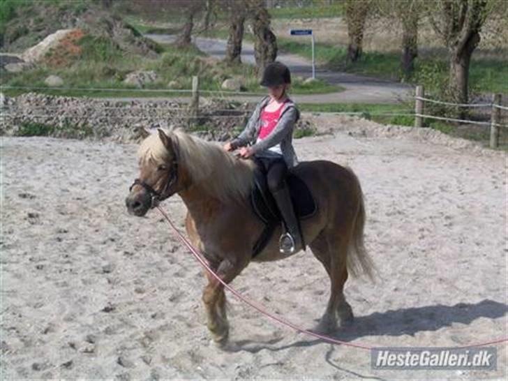Haflinger Fantazia lundgaard R.I.P. billede 13