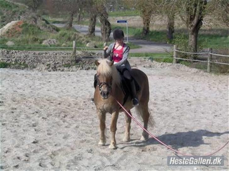 Haflinger Fantazia lundgaard R.I.P. billede 14