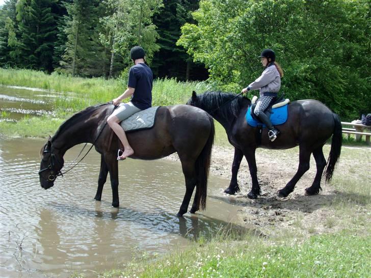 Anden særlig race Micado billede 20