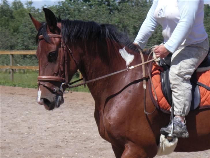 Pinto Dixie R.I.P<3 :'( - Dixe og gamle ejer (da jeg var oppe og prøve hende<3) billede 3