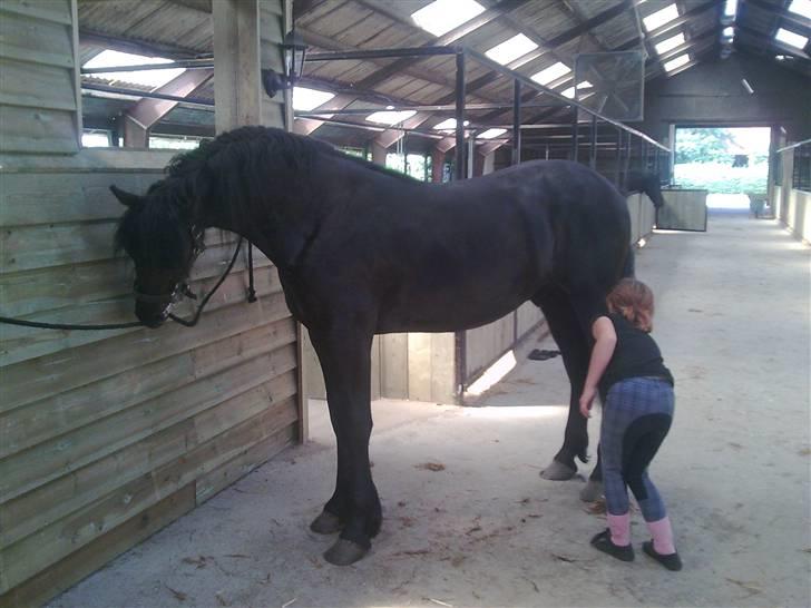 Frieser Thomas Gammelgaard billede 8