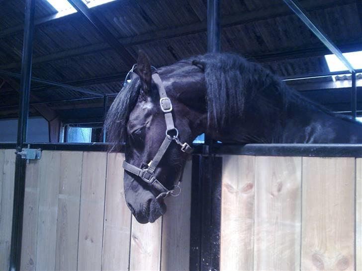 Frieser Thomas Gammelgaard - er bedøvet pga kasteration billede 9