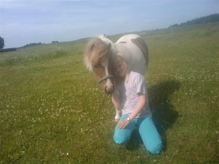 Shetlænder Chessy<33 billede 3