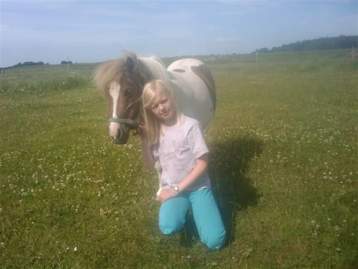 Shetlænder Chessy<33 billede 4