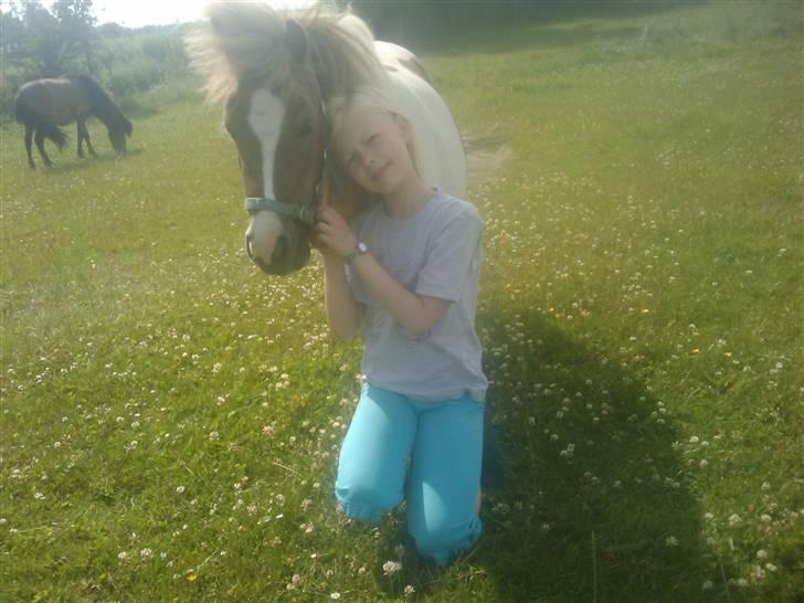 Shetlænder Chessy<33 billede 5